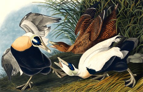 Eider Duck from Birds of America (1827) by John James Audubon, etched by William Home Lizars.. Free illustration for personal and commercial use.