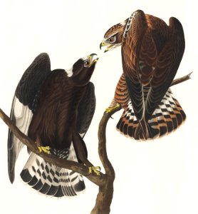 Rough-legged Falcon from Birds of America (1827) by John James Audubon (1785 - 1851), etched by Robert Havell (1793 - 1878).. Free illustration for personal and commercial use.