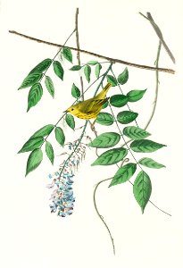 Blue-eyed yellow Warbler from Birds of America (1827) by John James Audubon, etched by William Home Lizars.. Free illustration for personal and commercial use.