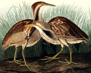 American Bittern from Birds of America (1827) by John James Audubon, etched by William Home Lizars.. Free illustration for personal and commercial use.