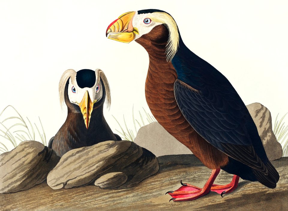 Tufted Auk from Birds of America (1827) by John James Audubon, etched by William Home Lizars.