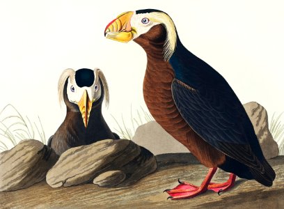 Tufted Auk from Birds of America (1827) by John James Audubon, etched by William Home Lizars.