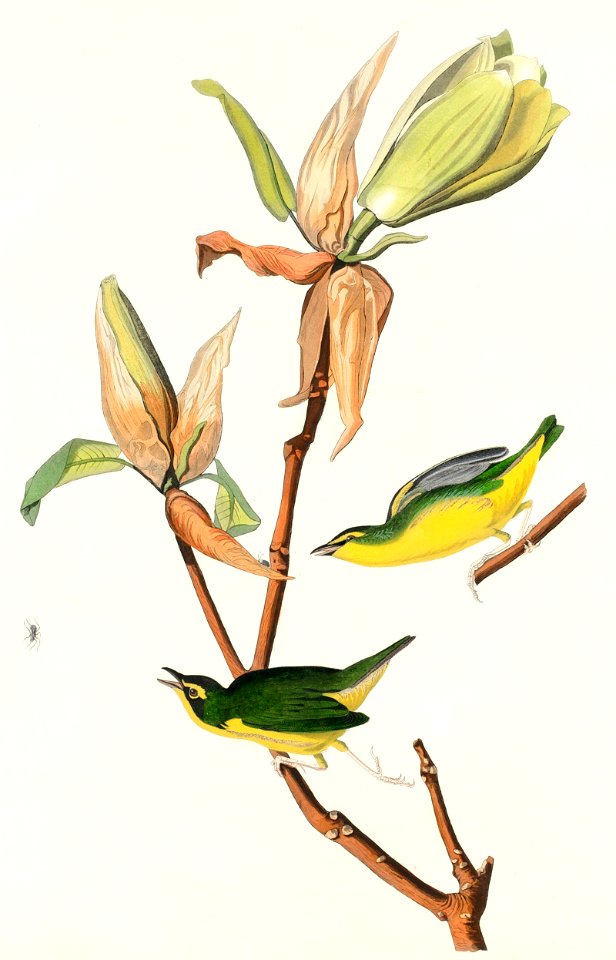 Kentucky Warbler from Birds of America (1827) by John James Audubon, etched by William Home Lizars.