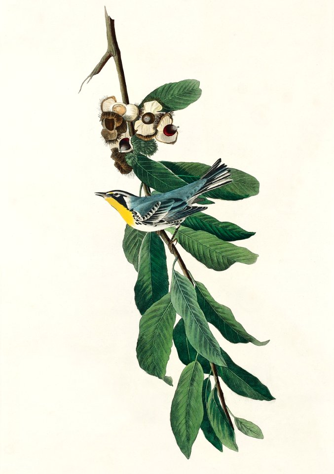 Yellow Throated Warbler from Birds of America (1827) by John James Audubon, etched by William Home Lizars.