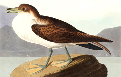 Wandering Shearwater from Birds of America (1827) by John James Audubon, etched by William Home Lizars.. Free illustration for personal and commercial use.