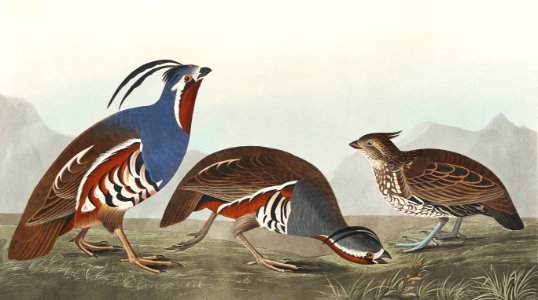 Plumed Partridge and Thick-legged Partridge from Birds of America (1827) by John James Audubon (1785 - 1851 ), etched by Robert Havell (1793 - 1878).