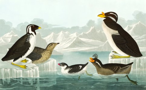 Black-throated Guillemot, Nobbed-billed Auk, Curled-crested Auk and Horned-billed Guillemot from Birds of America (1827) by John James Audubon (1785 - 1851), etched by Robert Havell (1793 - 1878).