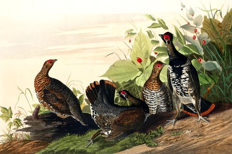 Spotted Grouse from Birds of America (1827) by John James Audubon, etched by William Home Lizars.. Free illustration for personal and commercial use.
