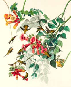 Ruby-throated Humming Bird from Birds of America (1827) by John James Audubon, etched by William Home Lizars.. Free illustration for personal and commercial use.
