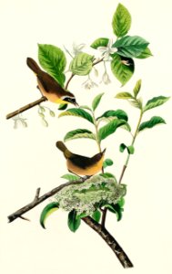 Yellow-breasted Warbler from Birds of America (1827) by John James Audubon, etched by William Home Lizars.. Free illustration for personal and commercial use.