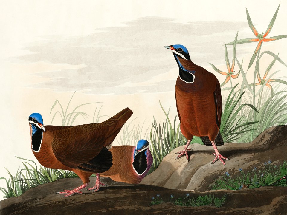 Blue-headed Pigeon from Birds of America (1827) by John James Audubon, etched by William Home Lizars.