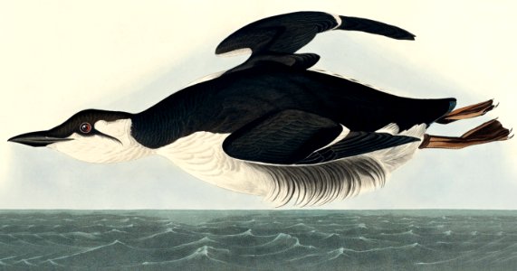 Uria Brunnichi from Birds of America (1827) by John James Audubon, etched by William Home Lizars.. Free illustration for personal and commercial use.