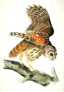 Plat from Birds of America (1827) by John James Audubon, etched by William Home Lizars.. Free illustration for personal and commercial use.