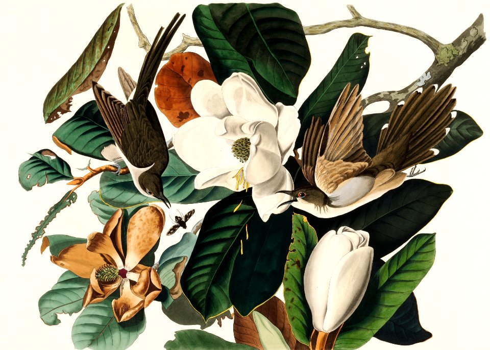 Black-billed Cuckoo from Birds of America (1827) by John James Audubon, etched by William Home Lizars.