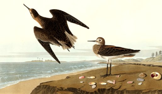Schinz's Sandpiper from Birds of America (1827) by John James Audubon, etched by William Home Lizars.. Free illustration for personal and commercial use.