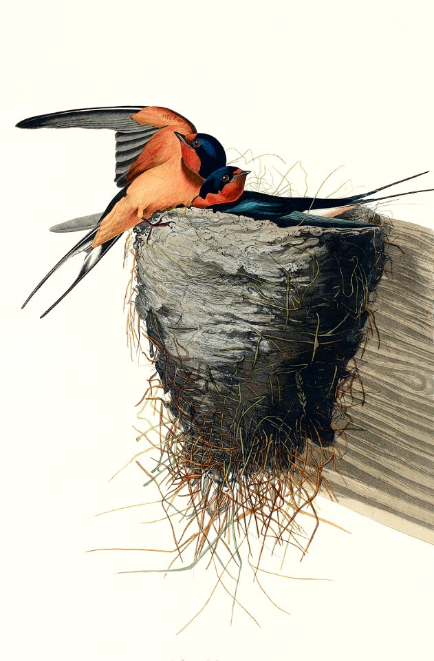 Barn Swallow from Birds of America (1827) by John James Audubon, etched by William Home Lizars.