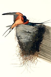 Barn Swallow from Birds of America (1827) by John James Audubon, etched by William Home Lizars.. Free illustration for personal and commercial use.