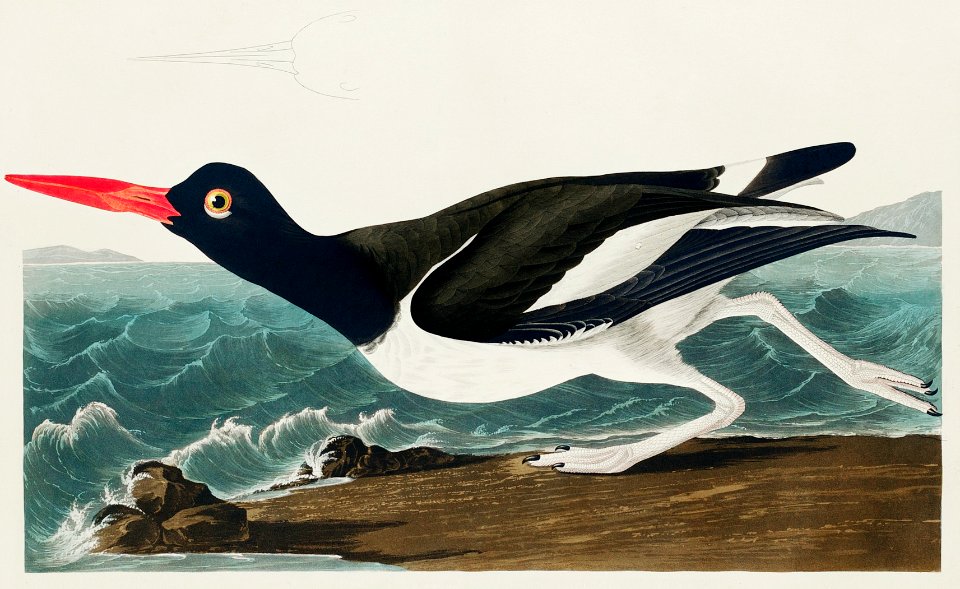 Pied oyster-catcher from Birds of America (1827) by John James Audubon, etched by William Home Lizars.