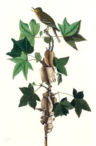 Traill's Flycatcher from Birds of America (1827) by John James Audubon, etched by William Home Lizars.