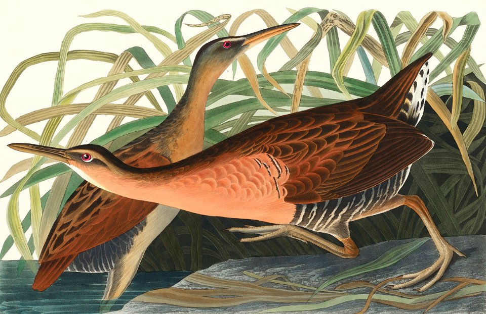 Fresh Water Marsh Hen from Birds of America (1827) by John James Audubon, etched by William Home Lizars.