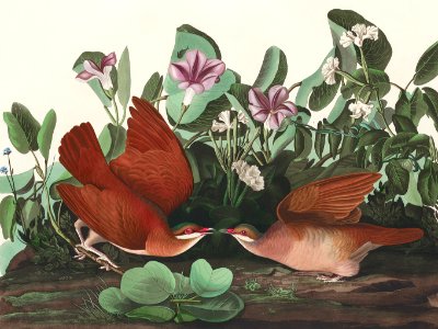 Key-west Dove from Birds of America (1827) by John James Audubon, etched by William Home Lizars.