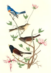 Lazuli Finch, Clay-coloured Finch, Oregon Snow Finch from Birds of America (1827) by John James Audubon (1785 - 1851), etched by Robert Havell (1793 - 1878).. Free illustration for personal and commercial use.
