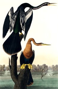 Black-bellied Darter from Birds of America (1827) by John James Audubon, etched by William Home Lizars.. Free illustration for personal and commercial use.