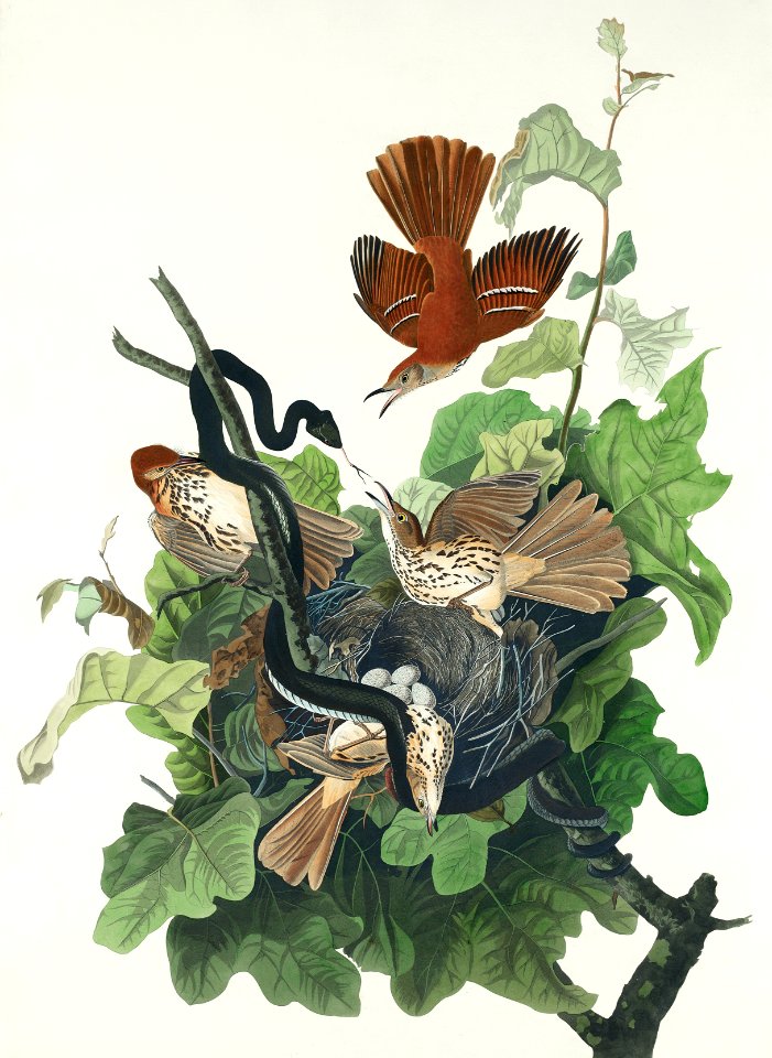Ferruginous Thrush from Birds of America (1827) by John James Audubon, etched by William Home Lizars.