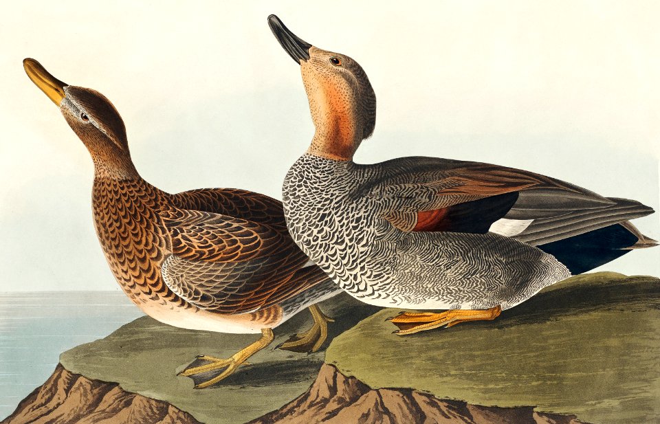Gadwall Duck from Birds of America (1827) by John James Audubon, etched by William Home Lizars.