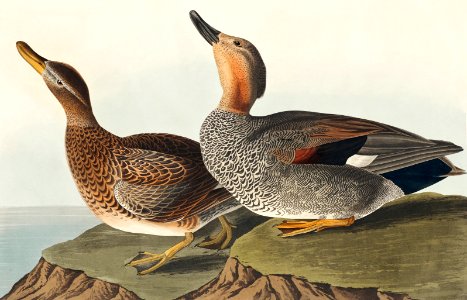Gadwall Duck from Birds of America (1827) by John James Audubon, etched by William Home Lizars.. Free illustration for personal and commercial use.