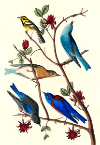 Townsend's Warbler, Arctic Blue-bird and Western Blue-bird from Birds of America (1827) by John James Audubon (1785 - 1851), etched by Robert Havell (1793 - 1878).. Free illustration for personal and commercial use.
