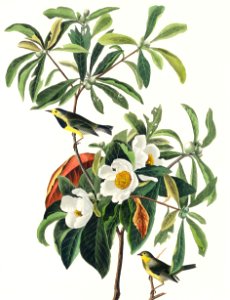 Bachman's Warbler from Birds of America (1827) by John James Audubon, etched by William Home Lizars.. Free illustration for personal and commercial use.