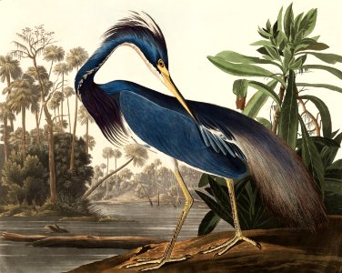 Louisiana Heron from Birds of America (1827) by John James Audubon, etched by William Home Lizars.. Free illustration for personal and commercial use.