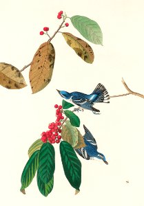 Azure Warbler from Birds of America (1827) by John James Audubon, etched by William Home Lizars.. Free illustration for personal and commercial use.