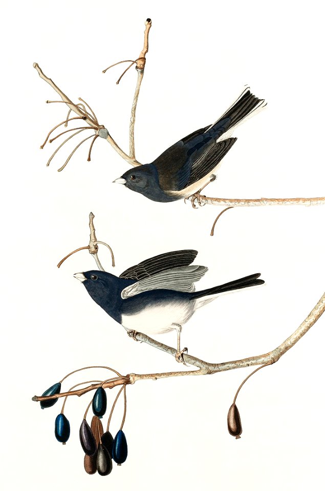 Snow Bird from Birds of America (1827) by John James Audubon, etched by William Home Lizars.