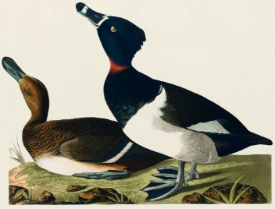 Ring-necked Duck from Birds of America (1827) by John James Audubon, etched by William Home Lizars.. Free illustration for personal and commercial use.