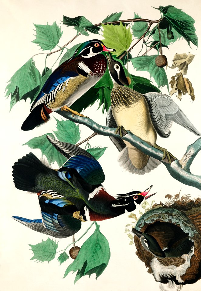 Summer, or Wood Duck from Birds of America (1827) by John James Audubon, etched by William Home Lizars.