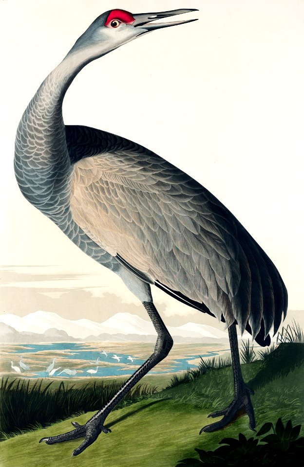 Hooping Crane from Birds of America (1827) by John James Audubon, etched by William Home Lizars.