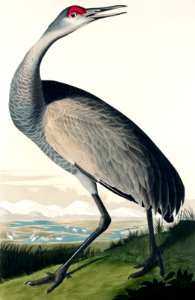 Hooping Crane from Birds of America (1827) by John James Audubon, etched by William Home Lizars.. Free illustration for personal and commercial use.