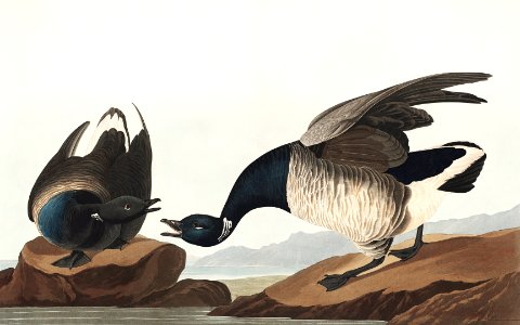 Brant Goose from Birds of America (1827) by John James Audubon, etched by William Home Lizars.. Free illustration for personal and commercial use.