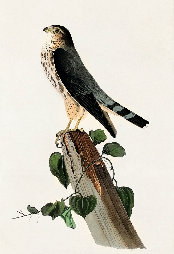 Le Petit Caporal from Birds of America (1827) by John James Audubon, etched by William Home Lizars.