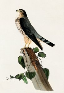 Le Petit Caporal from Birds of America (1827) by John James Audubon, etched by William Home Lizars.. Free illustration for personal and commercial use.