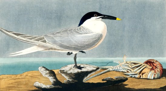 Sandwich Tern from Birds of America (1827) by John James Audubon, etched by William Home Lizars.. Free illustration for personal and commercial use.