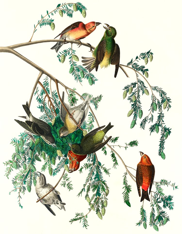 American Crossbill from Birds of America (1827) by John James Audubon, etched by William Home Lizars.