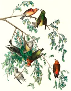 American Crossbill from Birds of America (1827) by John James Audubon, etched by William Home Lizars.