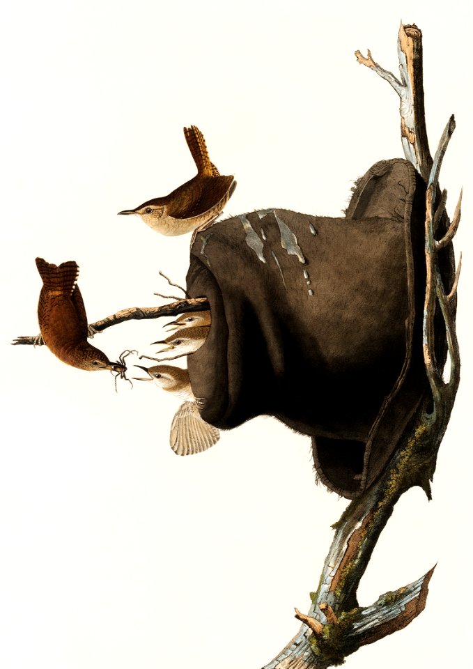 House Wren from Birds of America (1827) by John James Audubon, etched by William Home Lizars.