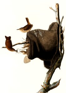 House Wren from Birds of America (1827) by John James Audubon, etched by William Home Lizars.. Free illustration for personal and commercial use.