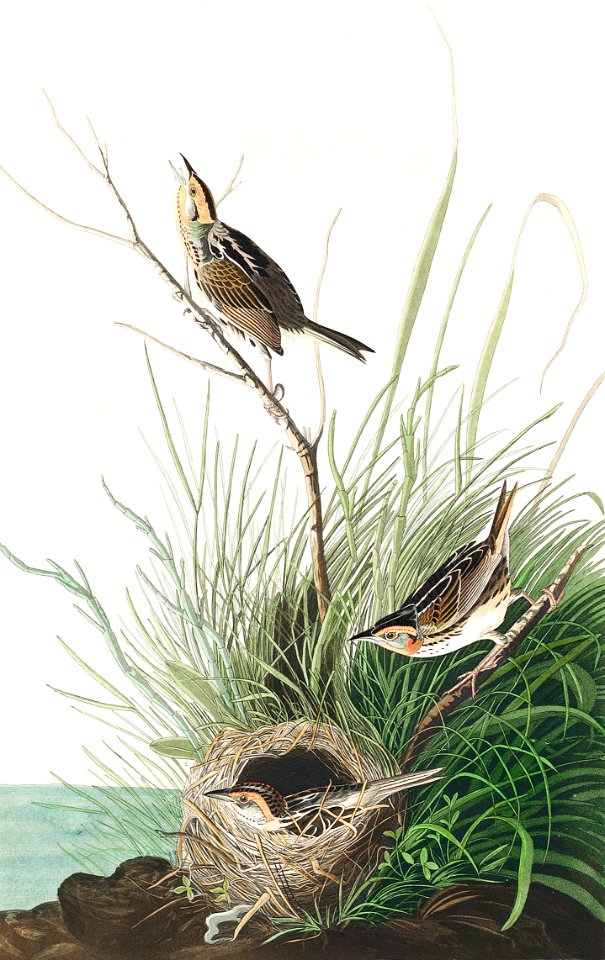 Sharp-tailed Finch from Birds of America (1827) by John James Audubon, etched by William Home Lizars.