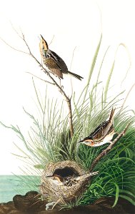Sharp-tailed Finch from Birds of America (1827) by John James Audubon, etched by William Home Lizars.