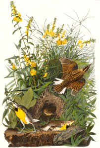 Meadow Lark from Birds of America (1827) by John James Audubon, etched by William Home Lizars.. Free illustration for personal and commercial use.